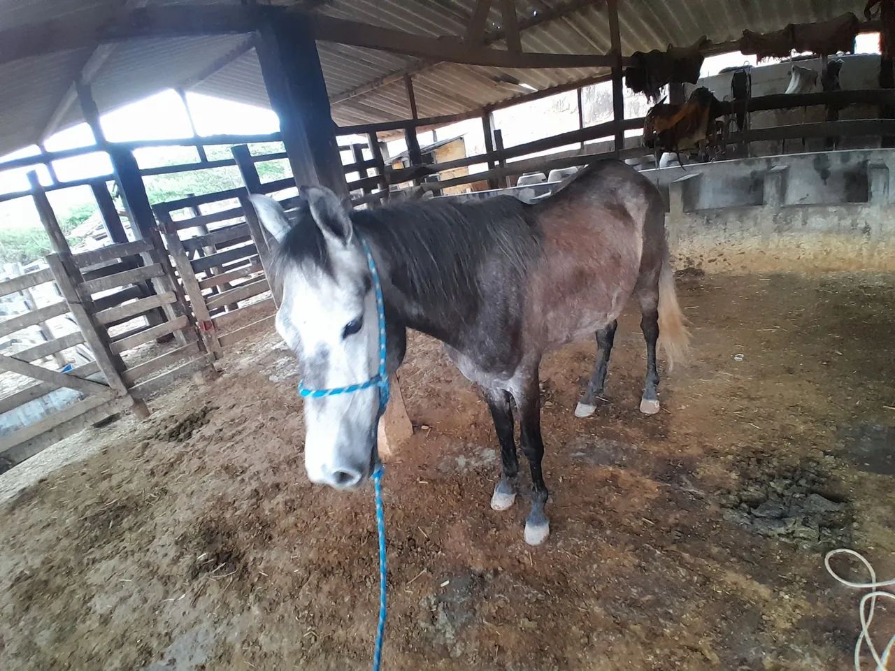 Vendo cavalo ?  - Foto 3