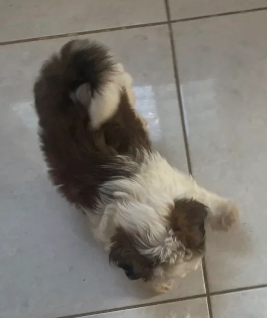 Cachorro shih tzu - Foto 5