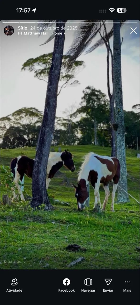 Égua mais potro - Foto 2