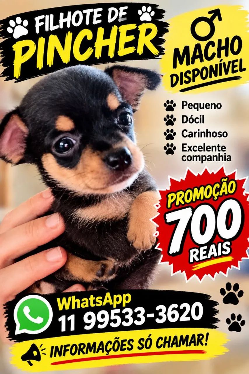Pinscher macho disponível