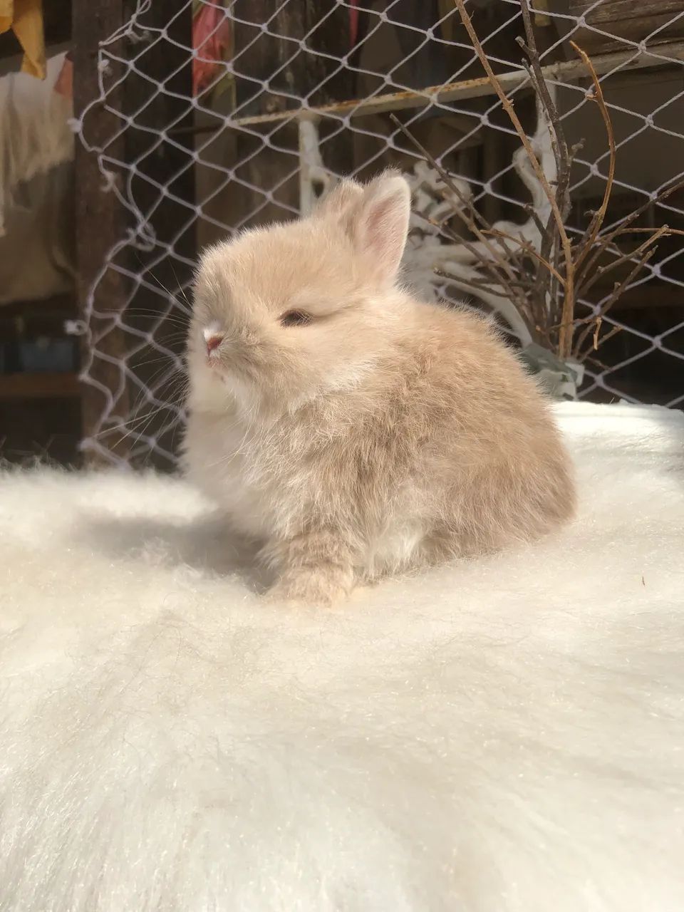 Coelho anão netherland dwarf linhagem importada menino - o menor do mundo  - Foto 3