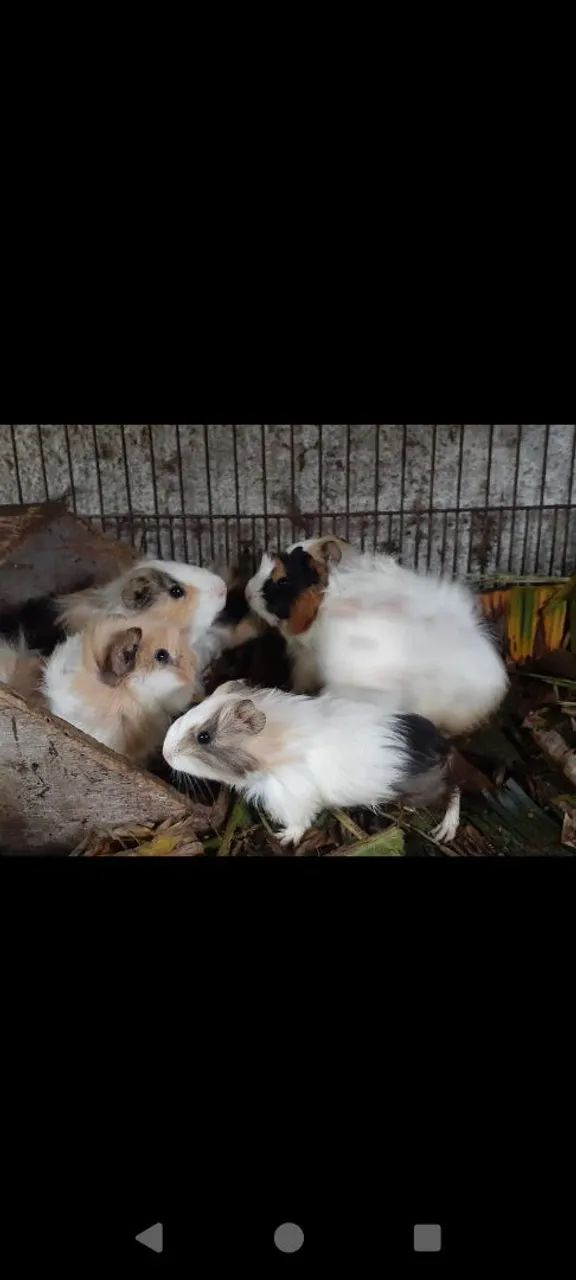 Porquinhos Peruanos e Sheltie  - Foto 2