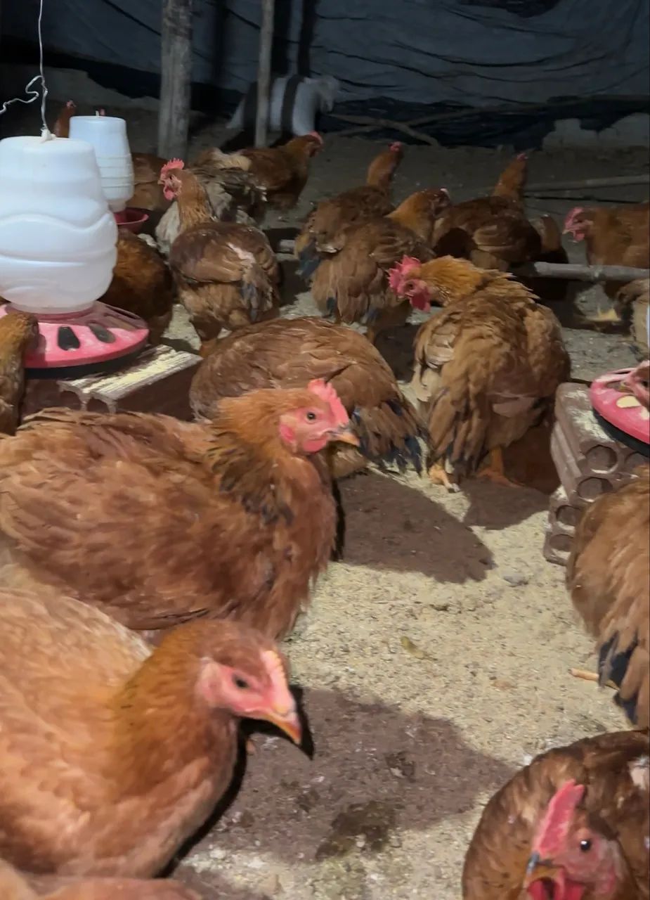Frangos caipira  - Foto 2