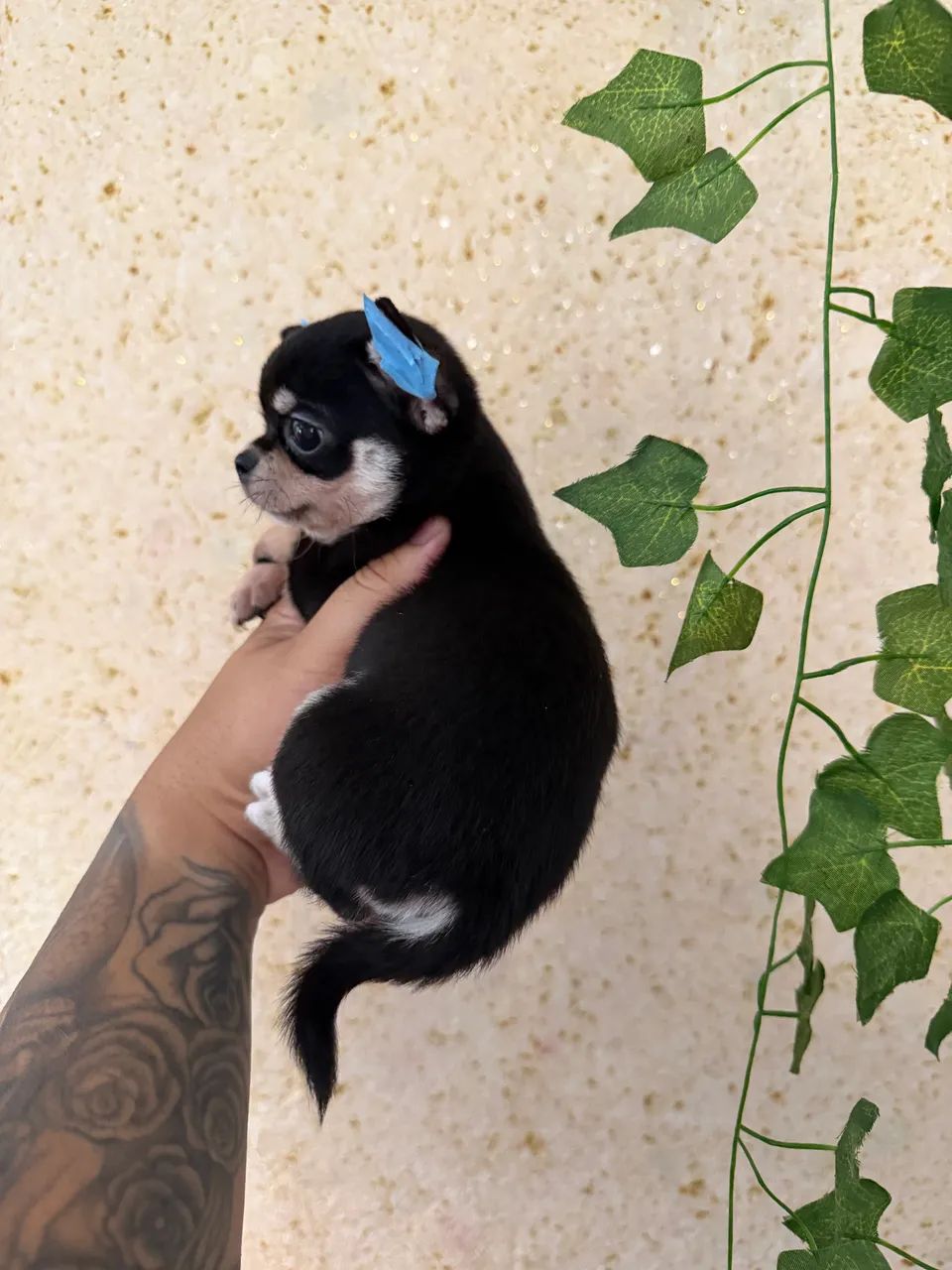 Chihuahua cabeça de maçã  - Foto 3