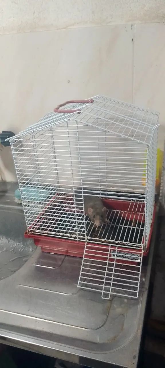 Gaiola com uma rata de laboratório dentro - Foto 3