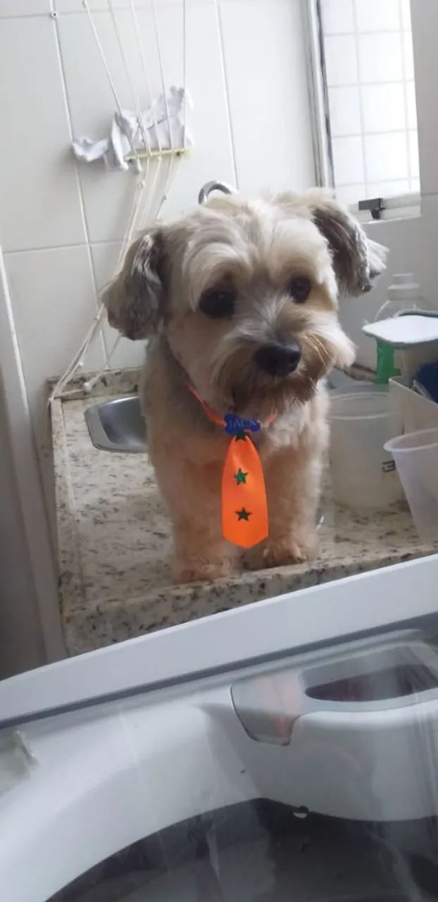 Banho e Tosa a domicílio 