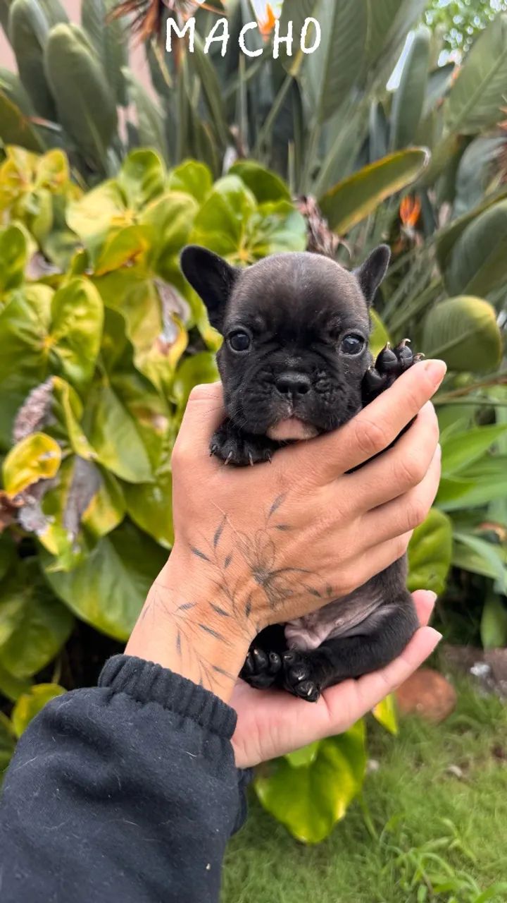Filhotes Bulldog Francês machos 