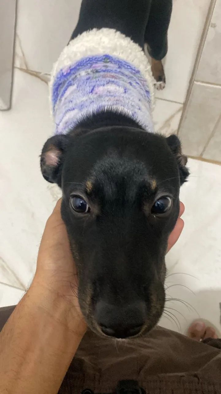 DOA-SE CACHORRO MACHO 4 MESES  - Foto 4