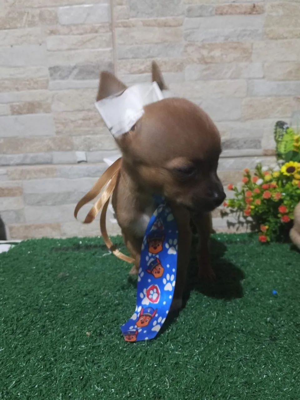Pinscher  - Foto 2