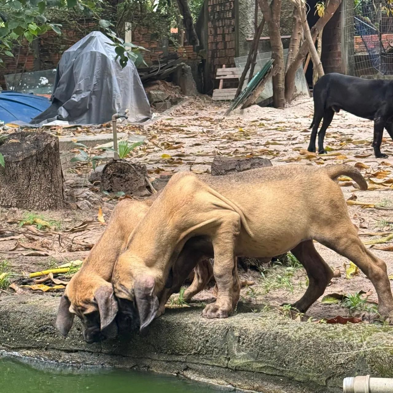 Cachorro  - Foto 2