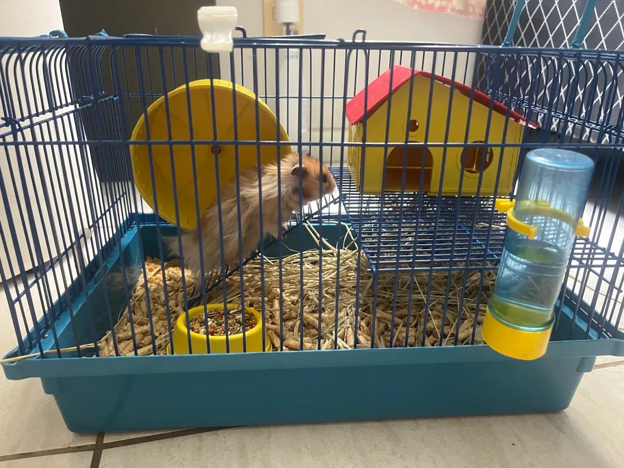 VENDO HAMSTER + GAIOLA + EQUIPAMENTOS - Foto 2