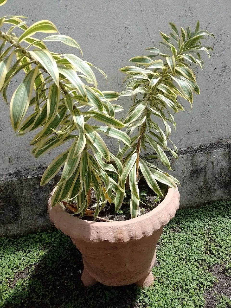 Planta com jarro  - Foto 3
