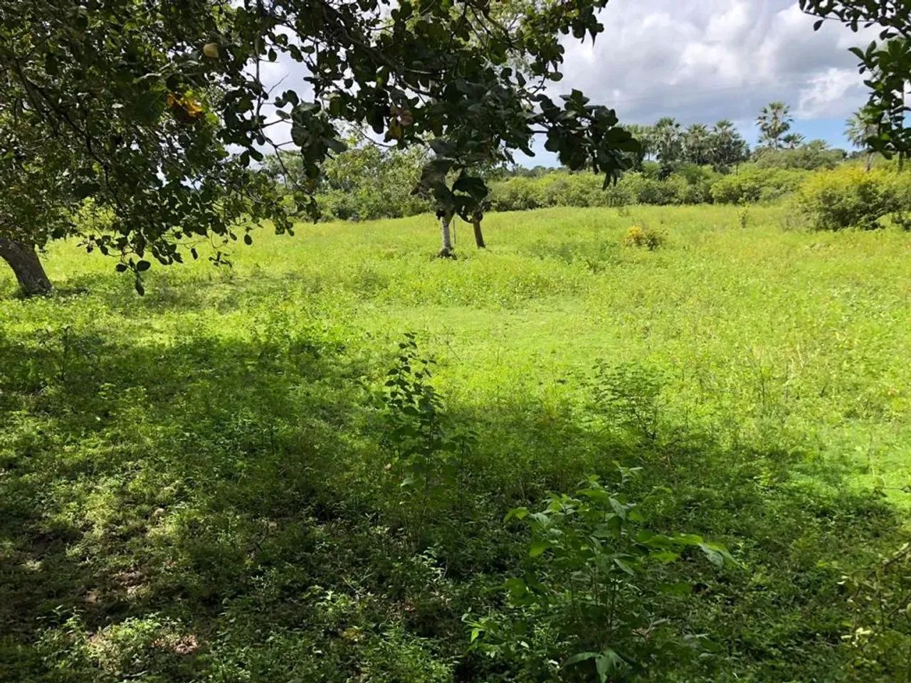 Terreno com 22 hectares no Camará - Foto 2