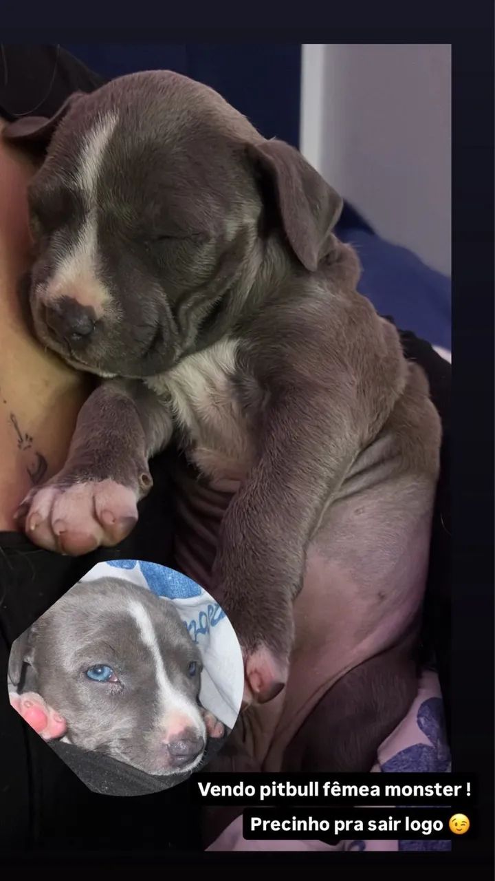 Pitmonster - Foto 4