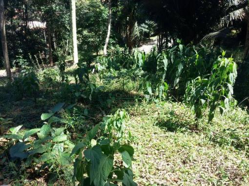 Terreno residencial à venda, Vargem Grande, Teresópolis. - Foto 5