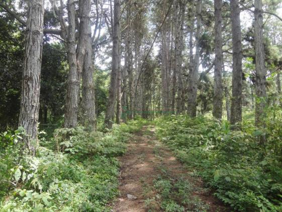 Sitio com 780.000 m² por R$ 1.150.000 - Ponte Nova - Teresópolis/RJ - Foto 6
