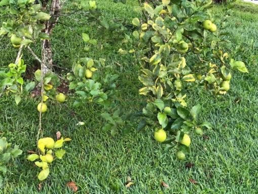 terreno na AMAVALE Raridade - Foto 6