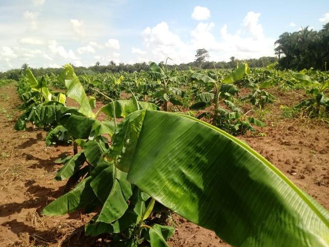 Fazenda com dupla aptidão em Rosário Oeste Mato Grosso - Foto 8
