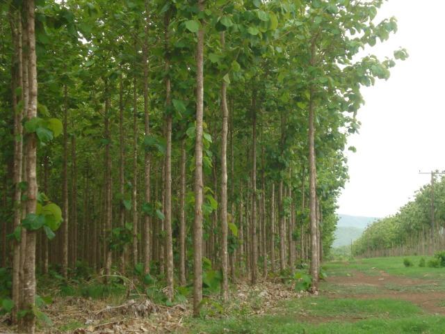 Floresta de Teca - Foto 3