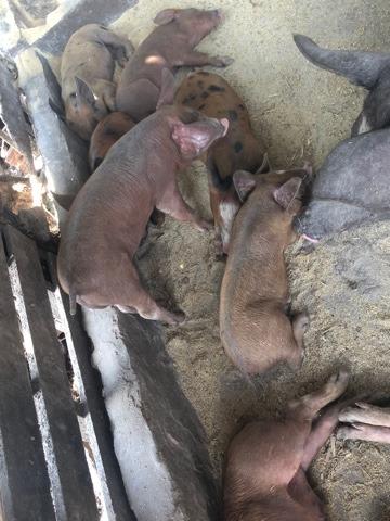 Porco bacurim de 1 qualidade em parnamirim - Foto 2