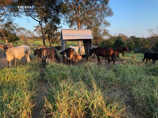 Chácara na região do manso com 2 dormitórios à venda, 680000 m² por R$ 600.000 - Zona Rura - Foto 8