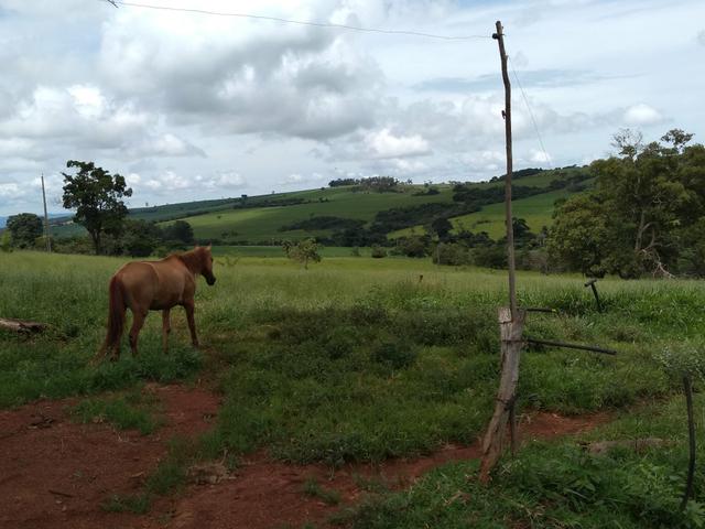 Sitio para gado e plantio de café - Foto 5