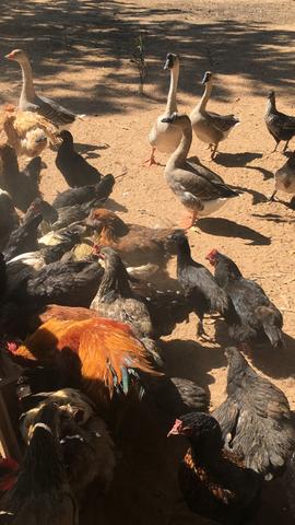 Galinhas e galos - Foto 4