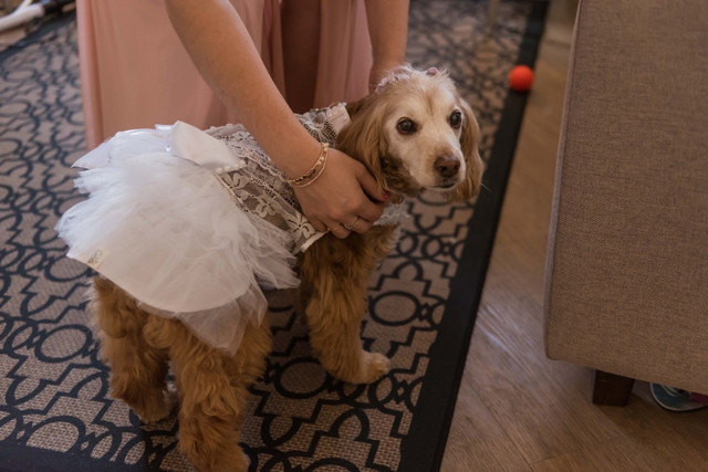 vestido de daminha para cachorro