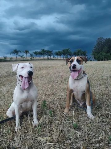 Filhotes de Dogue Brasileiro Cão de guarda familiar urbano