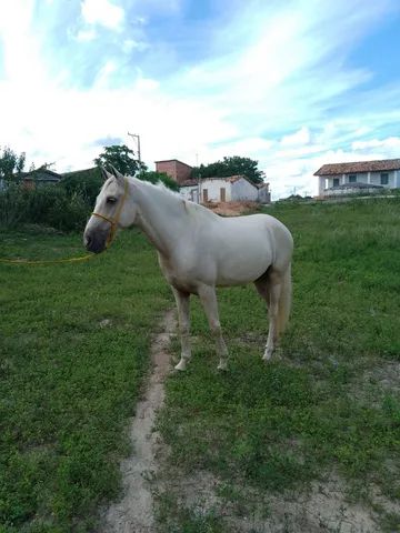 Cavalo mangalarga Machador 