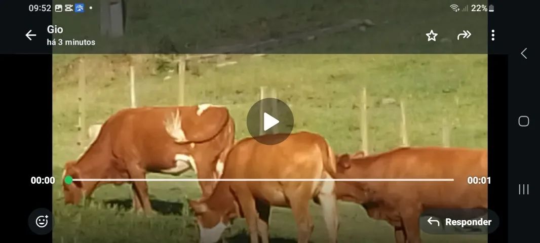 Três novilhas puras - Foto 2