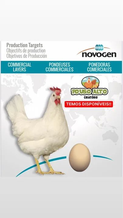 Frangas galinhas Novogen creme - Foto 3