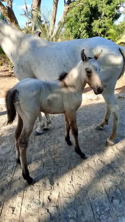 Potra Mangalarga Machador (ELFO E FAVACHO ÚNICO 2x)