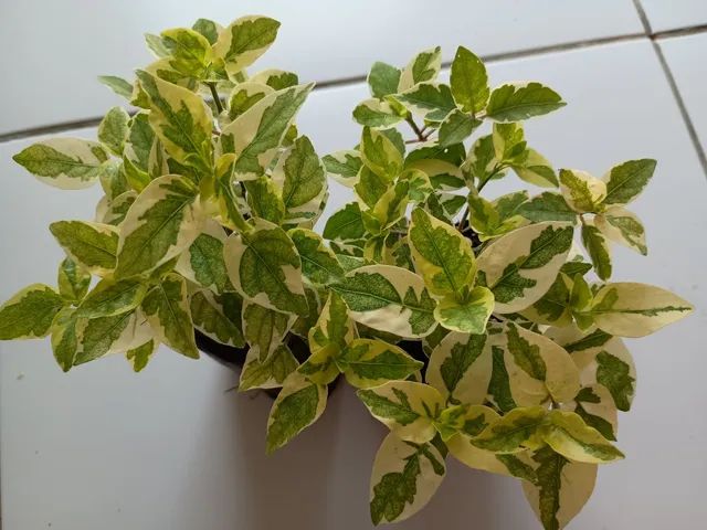 Transplant to flower bed64310337565441120