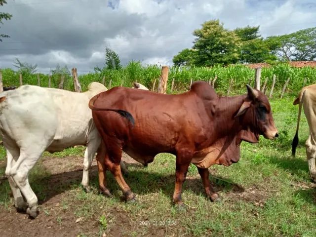 Touros da Raça Sindi - Foto 6