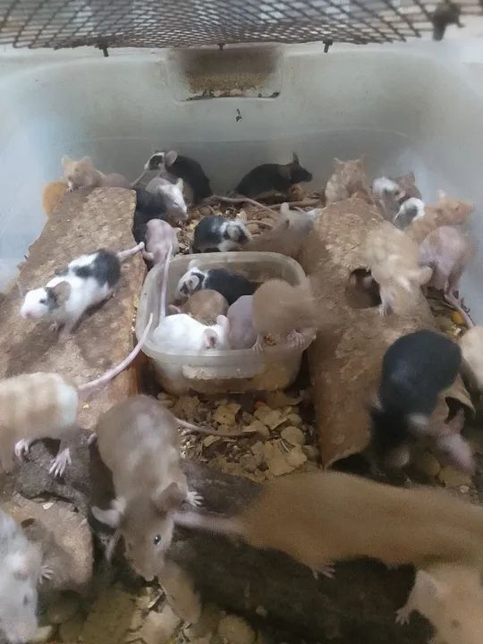 Vendo camundogo para alimentação  - Foto 4