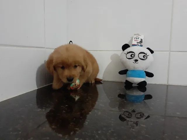 Filhotes pronta entrega Golden Retriever macho e fêmea 