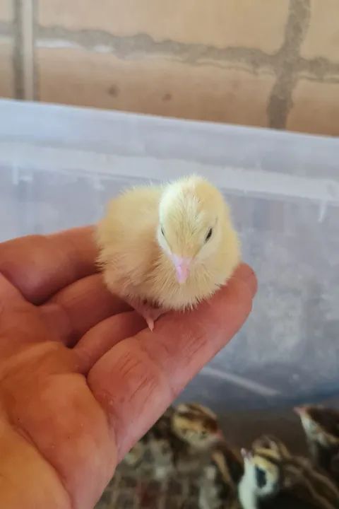 Pintinho de Codornas Gigantes 5 a 10 dias ja vacinados ... - Foto 3