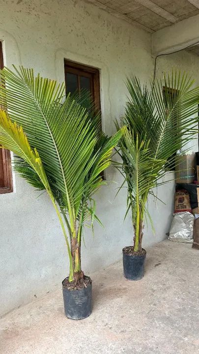 CÔCO ANÃO MUDAS ADULTAS - Foto 4