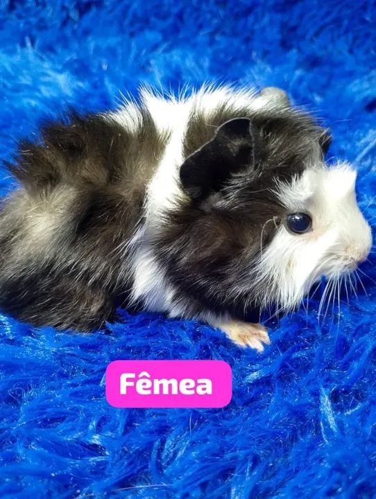 Porquinho da índia abssinio 50$ - Foto 2