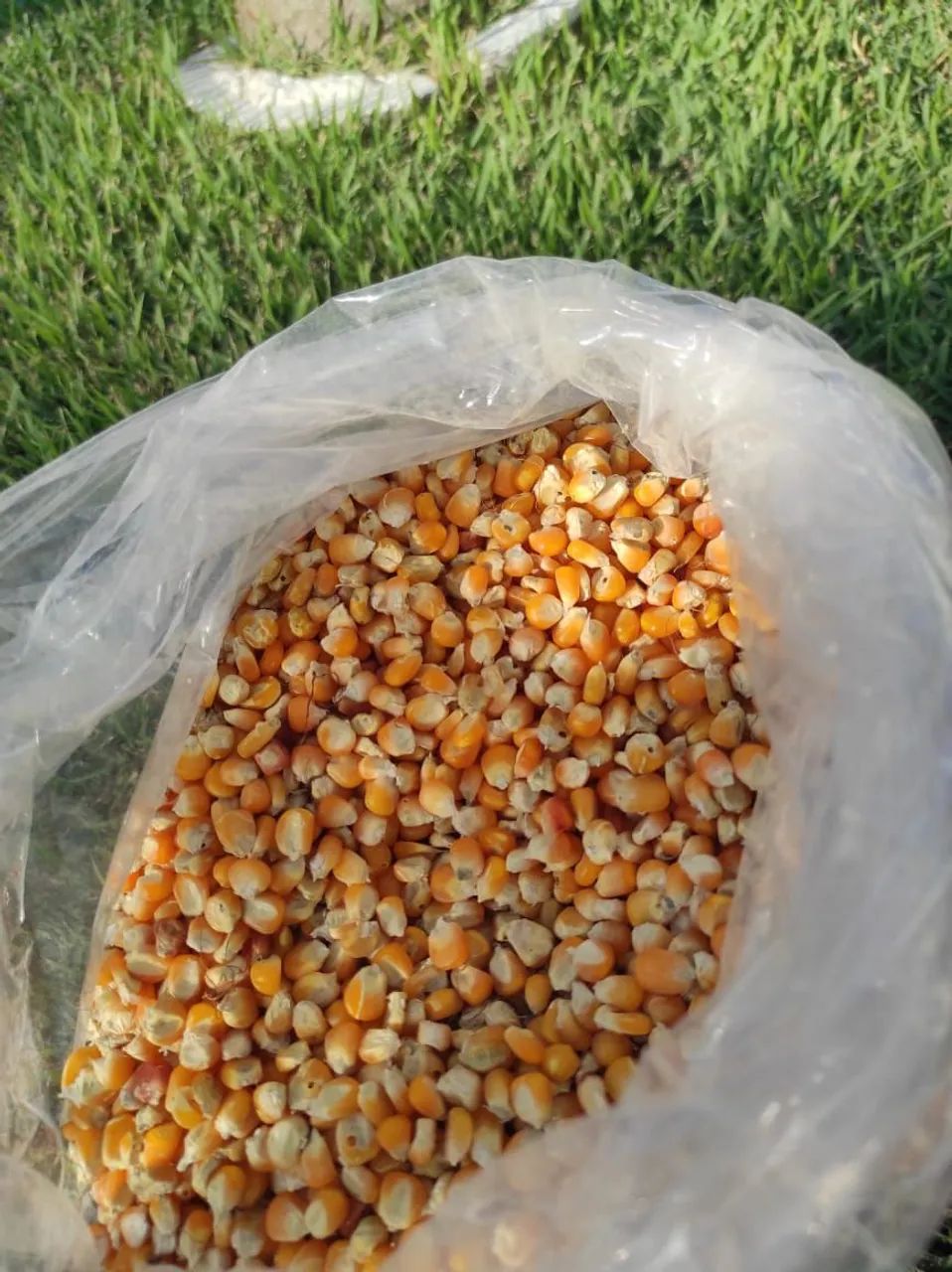 Milho para plantio - Foto 2