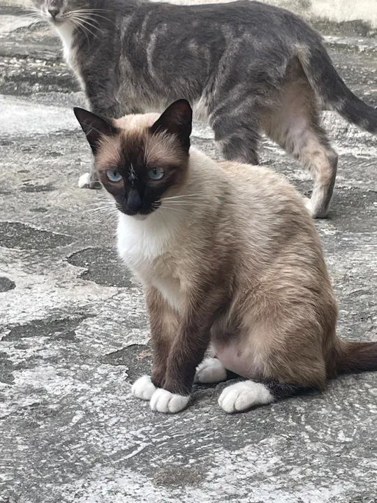Gata fêmea castrada para adoção  - Foto 4