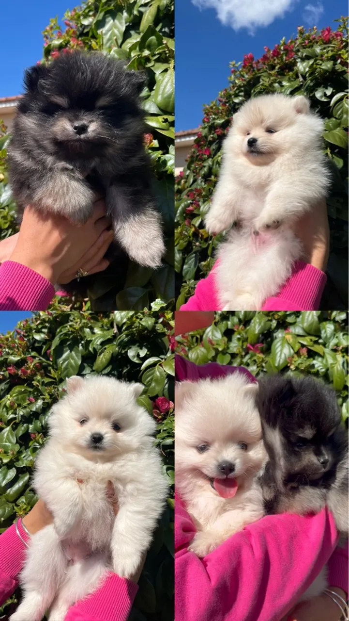 Filhotes de Spitz Alemão disponíveis!