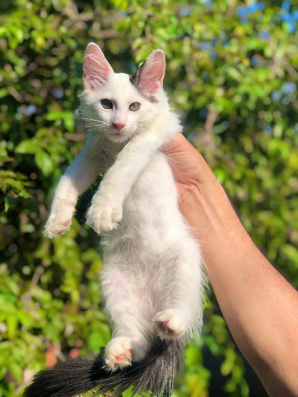 GATO MAINE COON FILHOTE