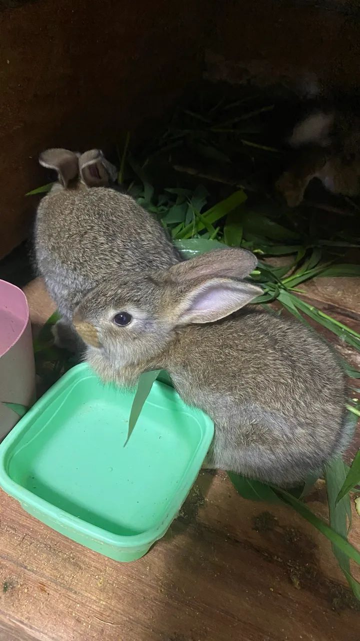 Coelhos64304360527490123