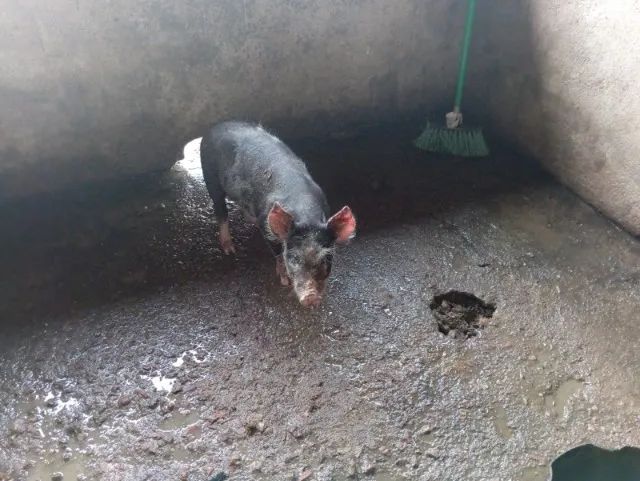 Leitão Caipira para Venda - Foto 5
