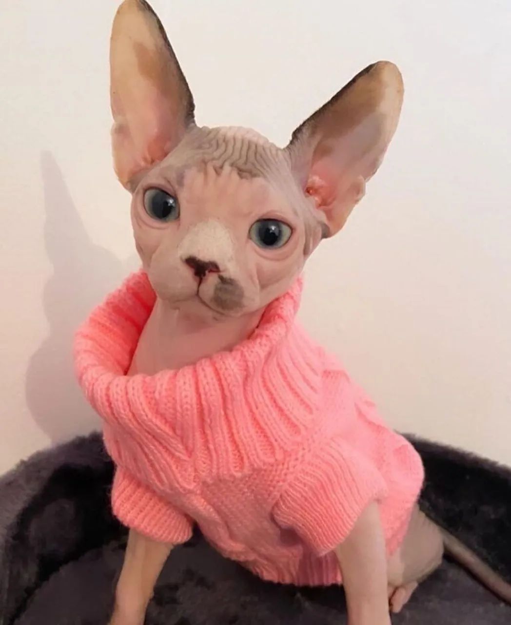 Gato Sphynx - Aparência Exótica, Coração Quen - Foto 3