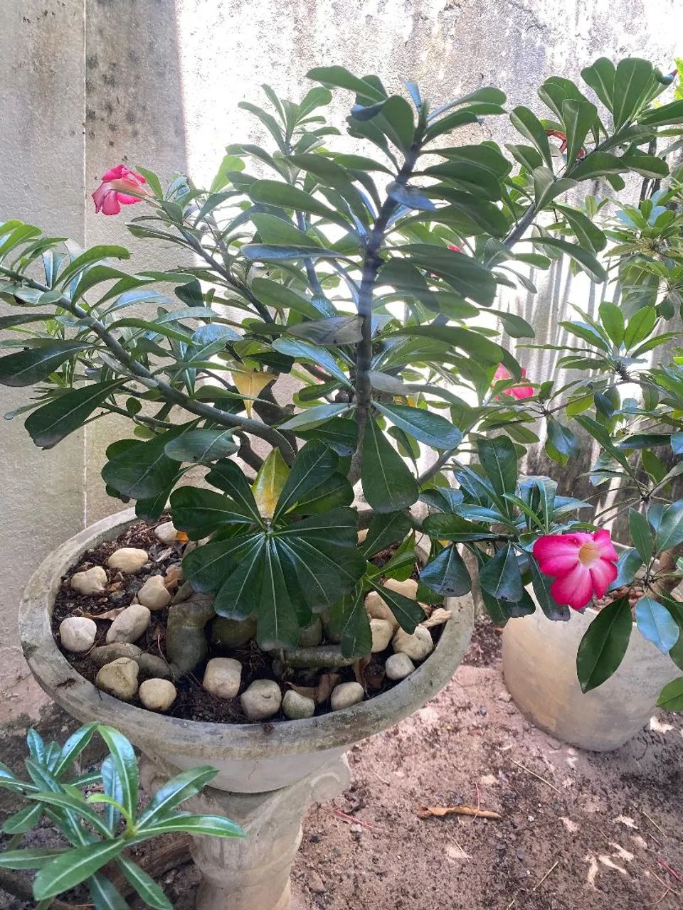 ROSA DO DESERTO - Foto 2