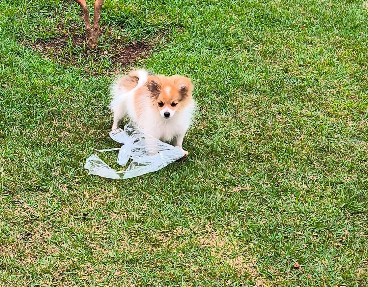 Lindo filhote de Spitz Alemão disponível!