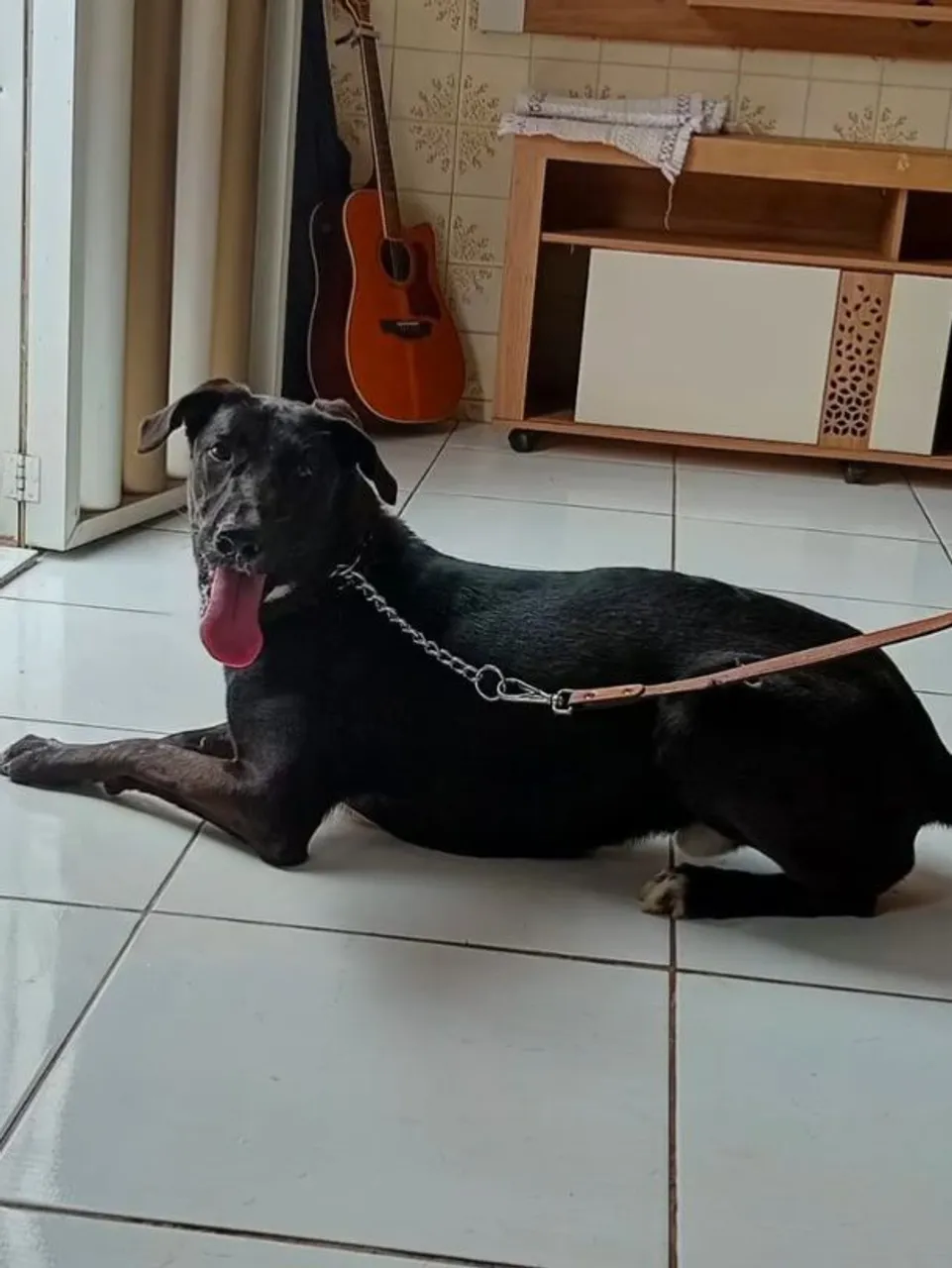 Cachorro misturado com pastor alemão e dálmata